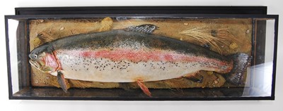 Lot 518 - * A taxidermy Rainbow trout (Oncorchyncus...
