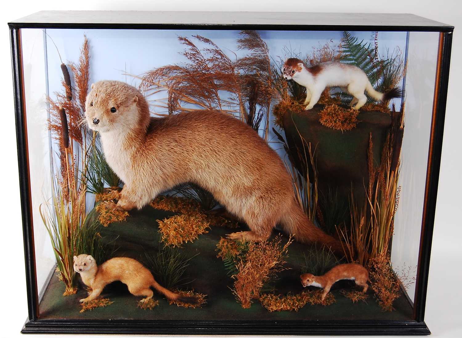 Lot 519 - * Attributed to Fred Ashton, a taxidermy Otter...