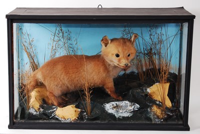 Lot 520 - * A taxidermy Fox cub (Vulpes vulpes), mounted...