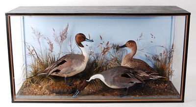 Lot 521 - * A large taxidermy trio of Pintail ducks...