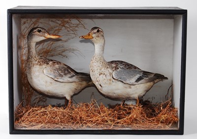 Lot 526 - * A pair of taxidermy male (eclipse) and...
