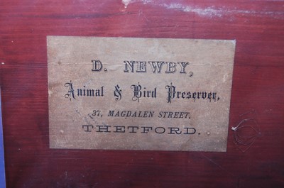 Lot 527 - * A trio of late Victorian taxidermy Snipe...
