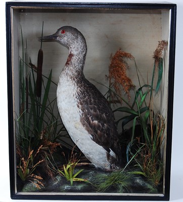 Lot 528 - * A late Victorian taxidermy Red Throated...