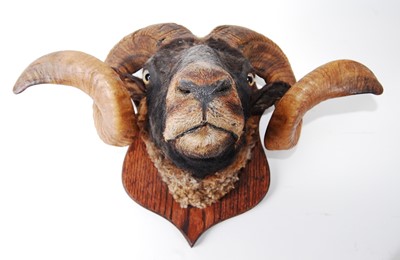 Lot 529 - * An early 20th century taxidermy Norfolk...