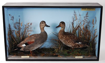 Lot 530 - * A brace of early 20th century taxidermy...