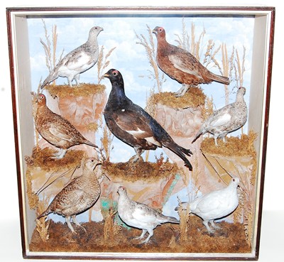 Lot 522 - * A group of eight taxidermy Scottish game...