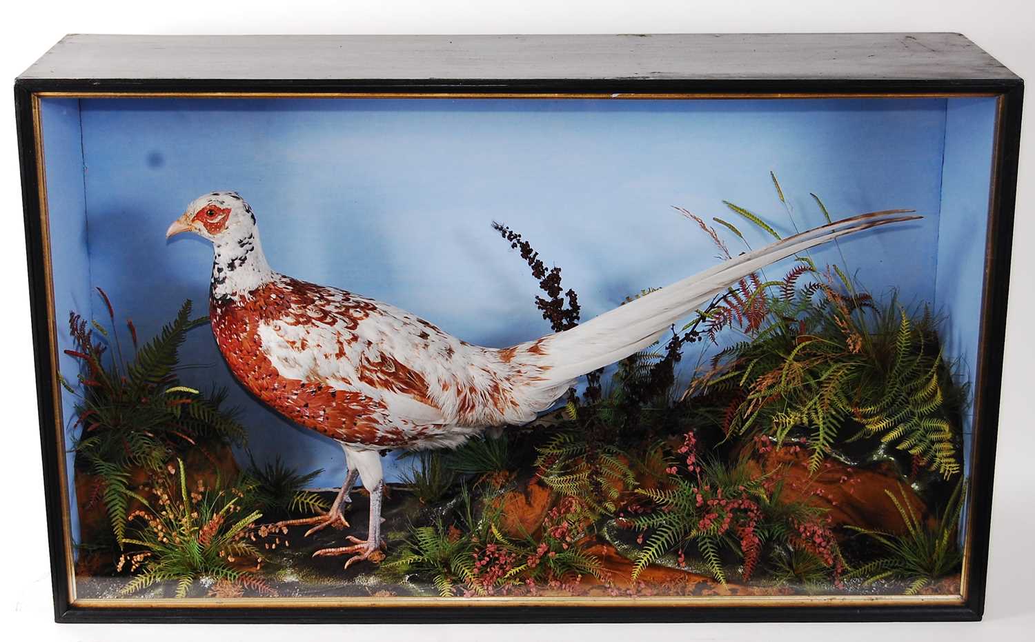 Lot 523 - * A Victorian taxidermy Old English Pheasant...