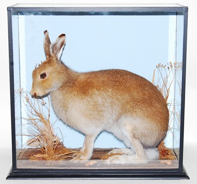 Lot 532 - * Attributed to James Gregory, a taxidermy...