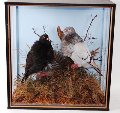 Lot 533 - * A pair of male and female taxidermy Chinese...