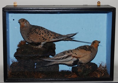 Lot 595 - * A pair of Victorian taxidermy Pallas's...