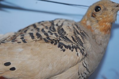 Lot 595 - * A pair of Victorian taxidermy Pallas's...
