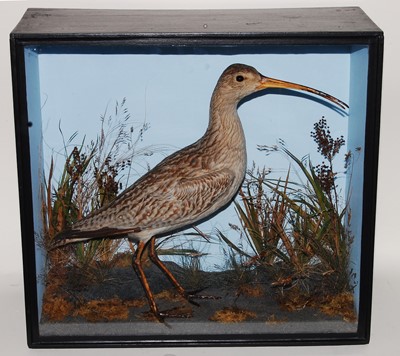 Lot 596 - * A taxidermy Eurasian Curlew (Scolopax...