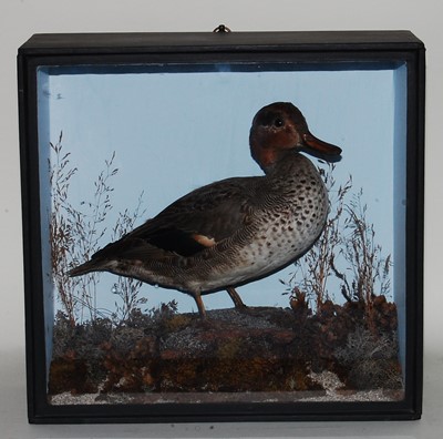 Lot 598 - * A Victorian Eurasian Teal (Anas crecca),...