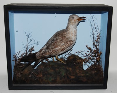 Lot 601 - * A taxidermy Great Black Backed Gull (Larus...