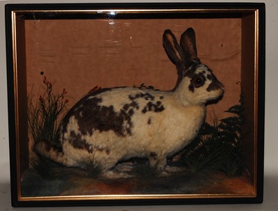 Lot 603 - * A large late Victorian taxidermy Domestic...