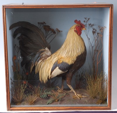 Lot 604 - * An early 20th century Bantam Cockerel...