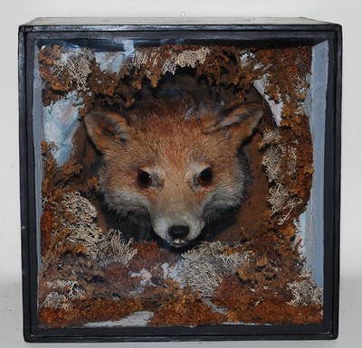 Lot 537 - * An early 20th century Fox mask (Vulpes...