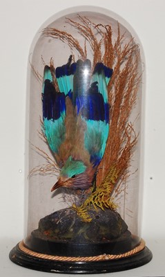 Lot 611 - * A Victorian taxidermy Indian Roller...