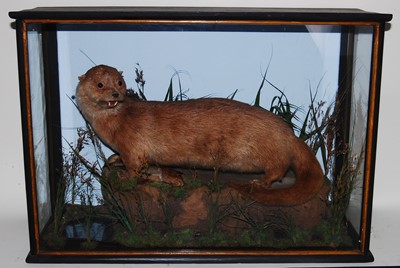 Lot 538 - * An early 20th century taxidermy Otter (Lutra...