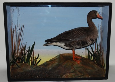 Lot 606 - * A late Victorian taxidermy White Fronted...