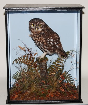Lot 608 - * A taxidermy Little Owl (Athene noctia),...