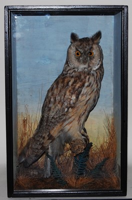 Lot 609 - * A Victorian taxidermy Long-Eared Owl (Asio...