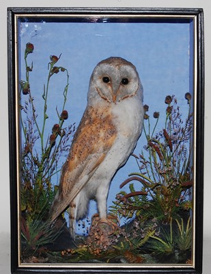 Lot 610 - * A Victorian taxidermy Barn Owl (Tyto alba),...