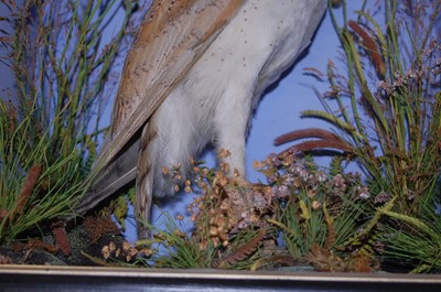 Lot 610 - * A Victorian taxidermy Barn Owl (Tyto alba),...