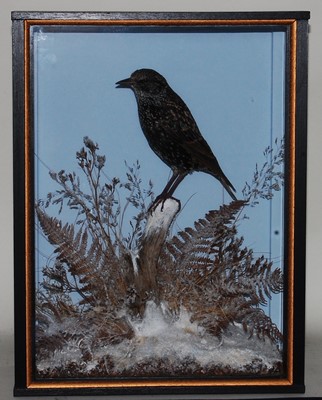 Lot 544 - * A taxidermy Starling (Sternus vulgaris),...