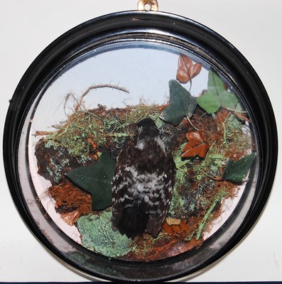 Lot 613 - * A Victorian taxidermy Brown-backed...