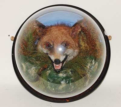 Lot 550 - * A large late Victorian taxidermy Fox mask...