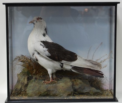 Lot 549 - * A taxidermy Pied Imperial Pigeon (Ducula...