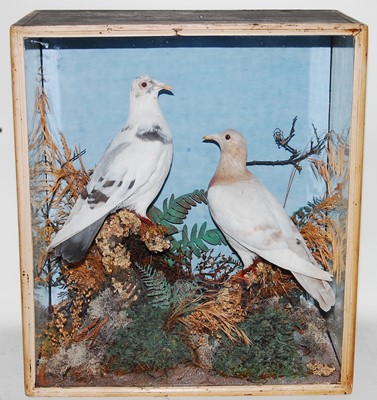 Lot 548 - * A brace of taxidermy Pigeon (Columbidae),...