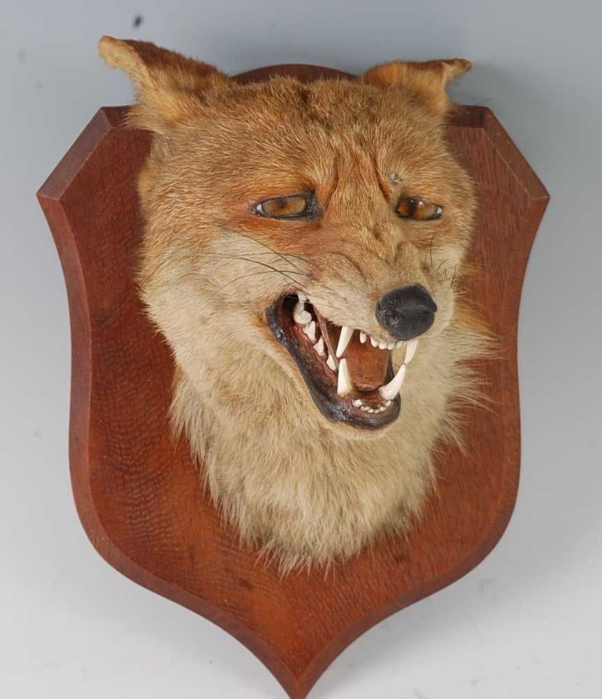 Lot 540 - * An early 20th century taxidermy Fox (Vulpes...
