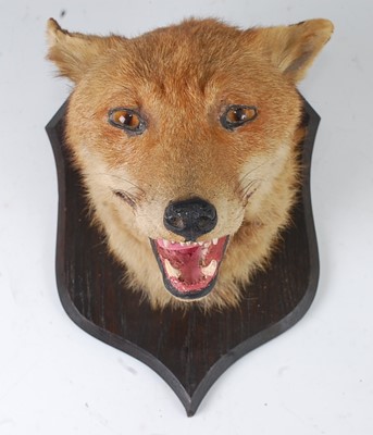 Lot 541 - * An early 20th century taxidermy Fox (Vulpes...