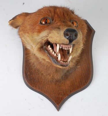 Lot 546 - * A taxidermy Fox (Vulpes vulpes) mask, adult...