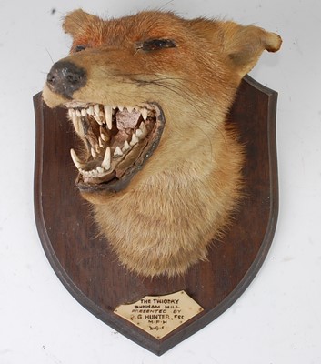 Lot 551 - * A mid-20th century taxidermy Fox (Vulpes...