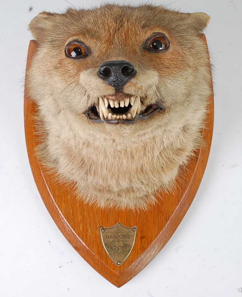 Lot 552 - * An early 20th century taxidermy Fox (Vulpes...