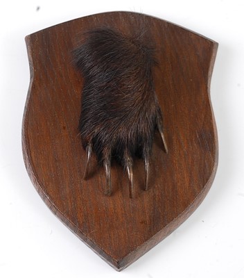 Lot 556 - * A mid-20th century taxidermy Badger (Meles...
