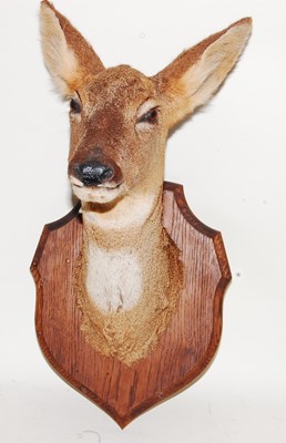 Lot 558 - * A 20th century taxidermy Fallow deer (Dama...