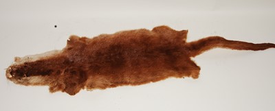 Lot 559 - * A taxidermy Otter (Lutra lutra) pelt, 131cm...