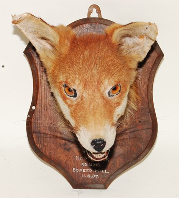 Lot 572 - * A taxidermy Fox (Vulpes vulpes) mask,...