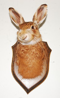 Lot 569 - * A taxidermy Hare (Lepus timidus) mask...