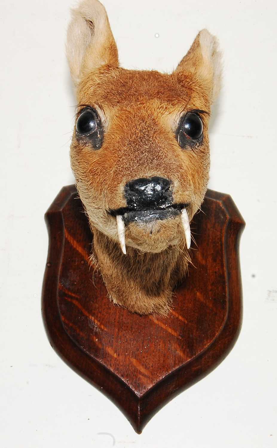Lot 568 - * An early 20th century taxidermy Chinese...