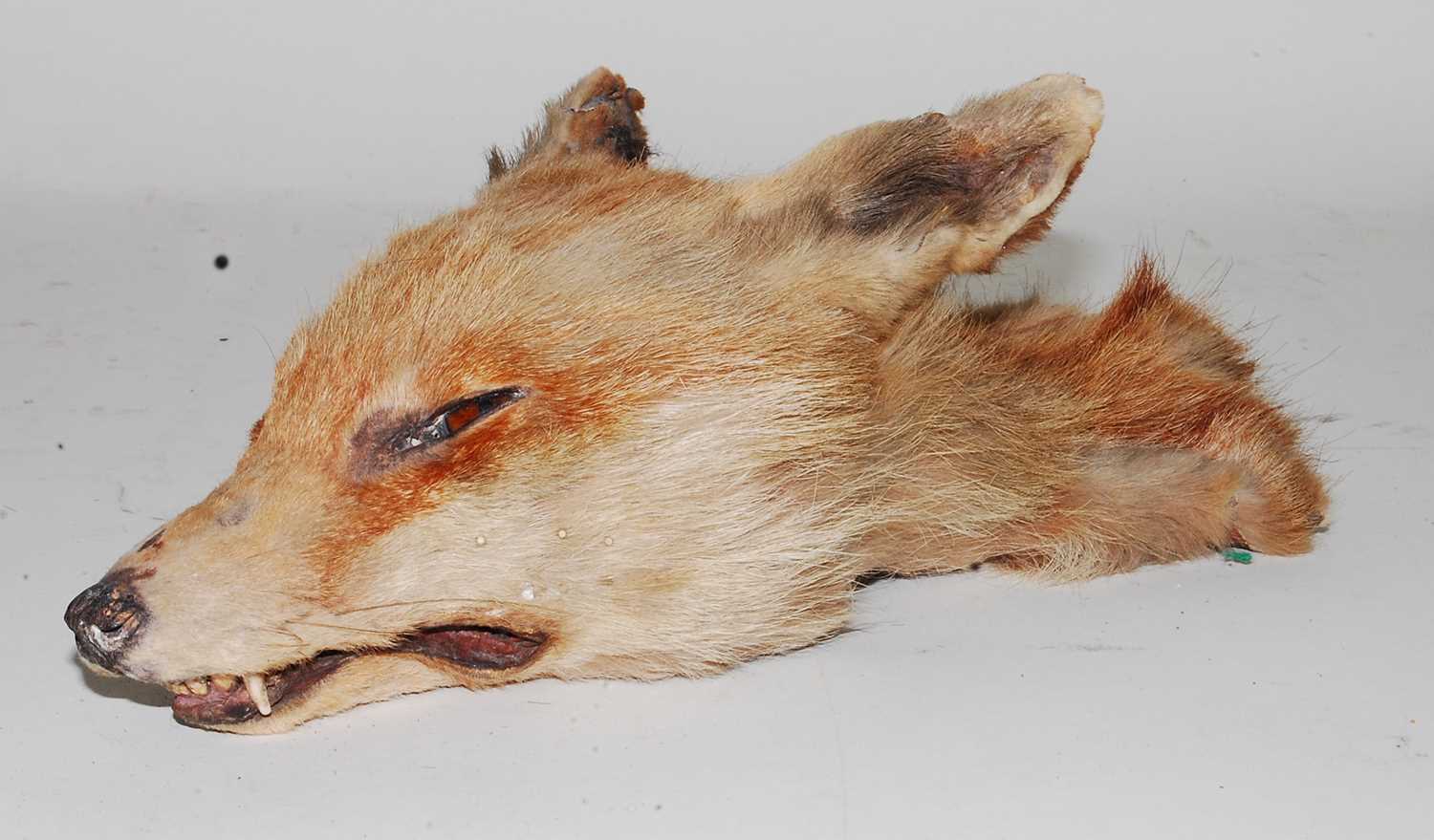 Lot 576 - * A taxidermy Fox (Vulpes vulpes) death mask,...