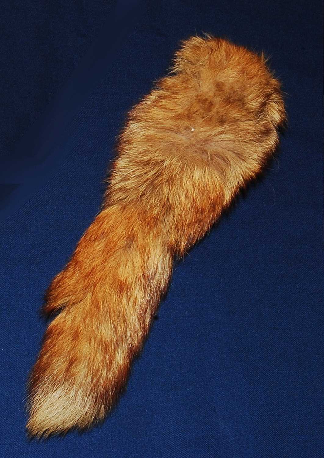Lot 581 - * A taxidermy Fox (Vulpes vulpes) brush, L.34cm.