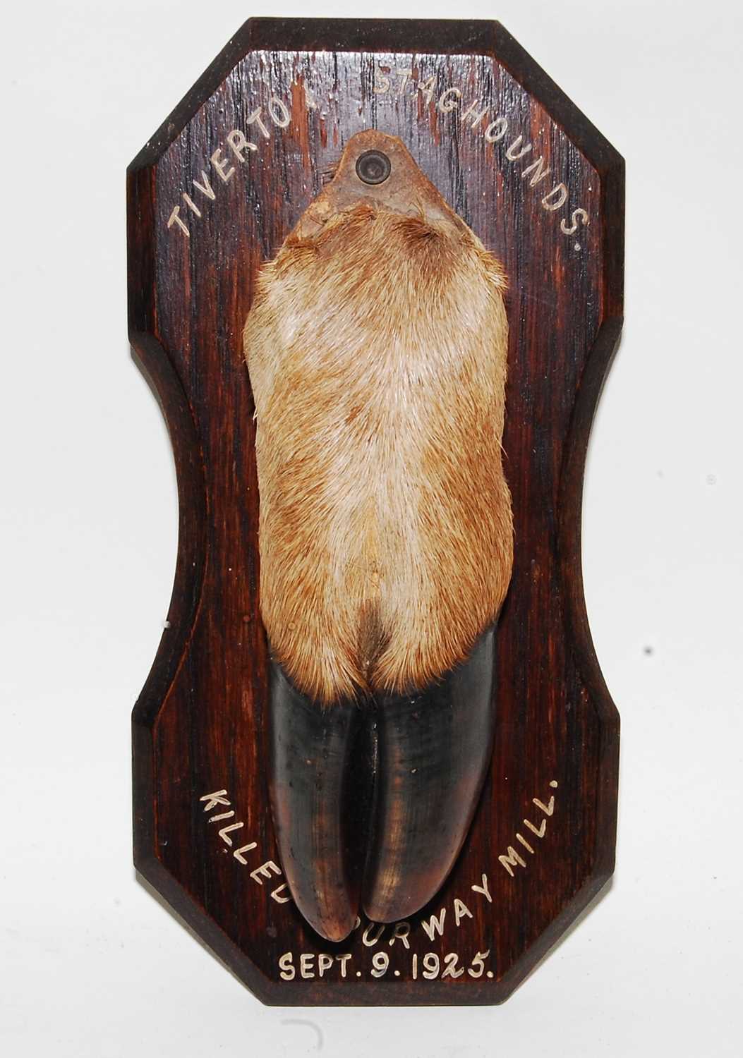 Lot 588 - * An early 20th century taxidermy Deer slot,...