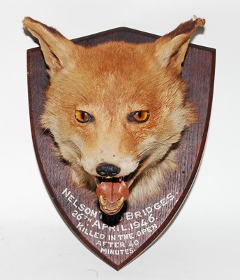 Lot 582 - * A mid-20th century taxidermy Fox (Vulpes...
