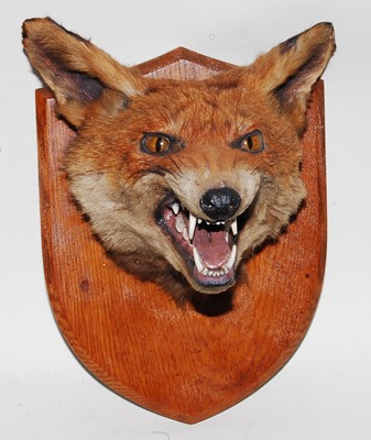 Lot 583 - * A mid-20th century taxidermy Fox (Vulpes...