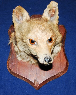Lot 587 - * An early 20th century taxidermy Fox (Vulpes...